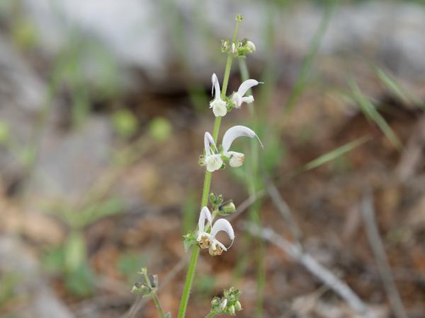 <h3>Salvia&nbsp;argentea / Silver&nbsp;sage / </h3>OM-1 Mark II met OLYMPUS M.150-400mm F4.5, 1/2000 sec  bij F4.5, ISO 3200, afstand 3.01&nbsp;m